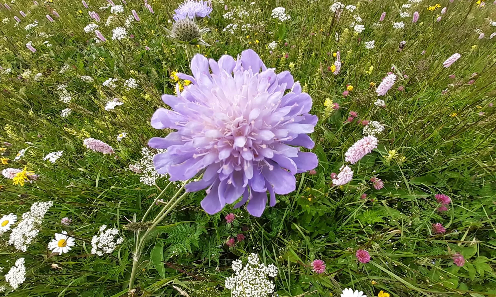 Blumenwiese für vielfältige Pracht