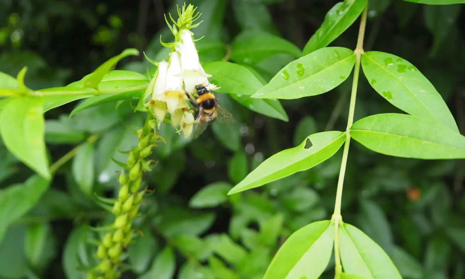 Hummel im Naturgarten