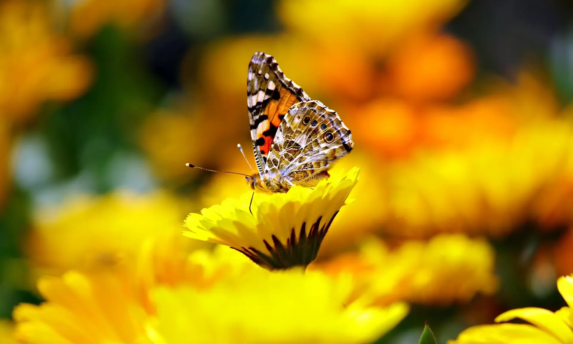 Schmetterlinge im Naturgarten