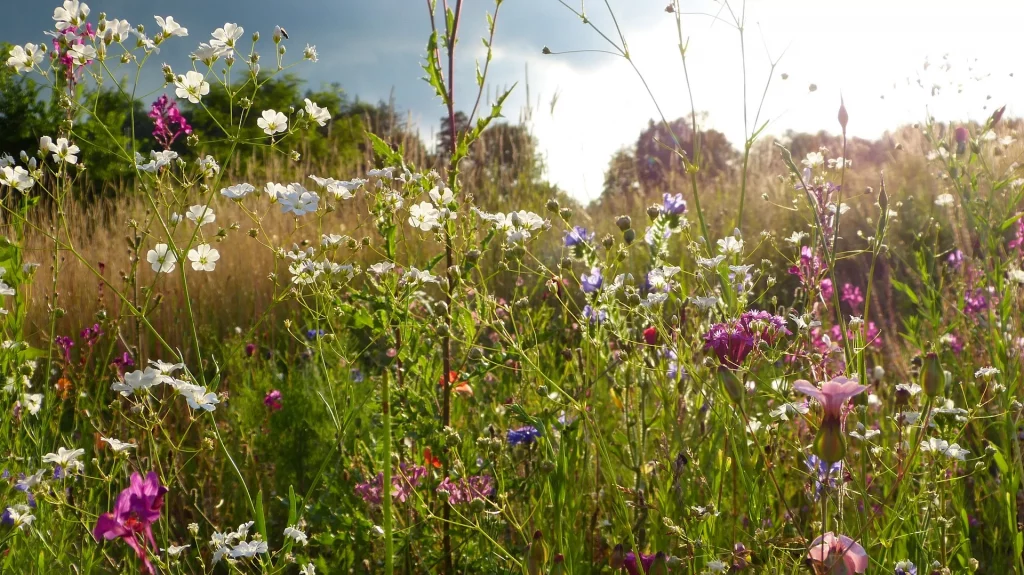 Farbvielfältige Wiesenblumen