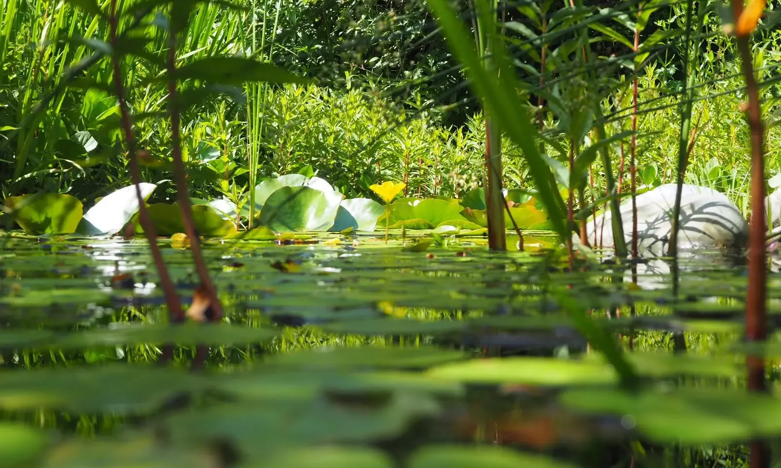Naturteich im Naturgarten