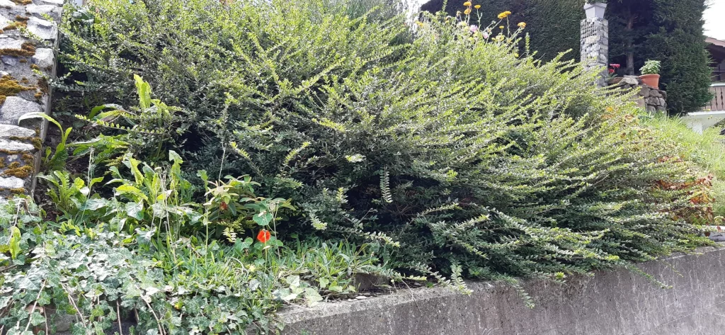 Klasische Garten Böschung Bepflanzung