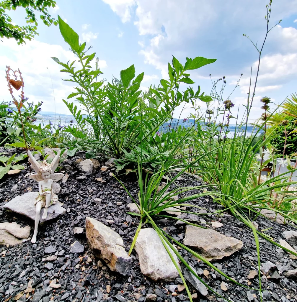 Ein Garten mit gutem Wesen.