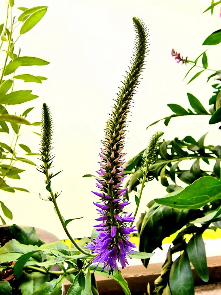 Ein Naturgarten auf dem Balkon kann sehr nützlich sein.
